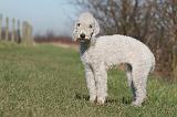 BEDLINGTON TERRIER 162